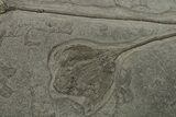 Pyrite Replaced Crinoid (Seirocrinus) Plate - Holzmaden, Germany #165880-2